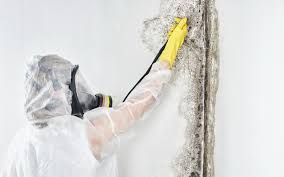 Why You Should Choose Our Mold Remediation Services in Renovo, PA